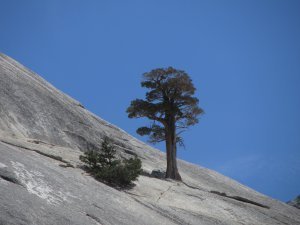 tuolumne 8-13 022sm