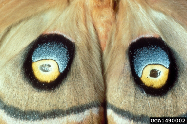 Baby blues on an Antheraea polyphemus