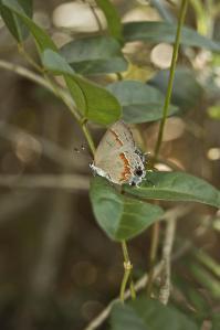 Arachnophobe: Red-banded hairstreak