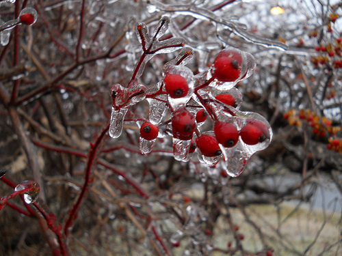 red berries encased in ice