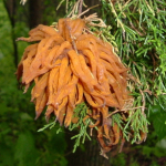 cedar 4