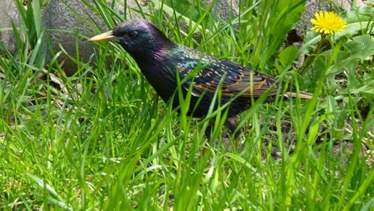 starling