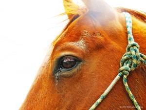 IMG_1217_Edit_CopyrightRoss