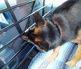 dogincar
