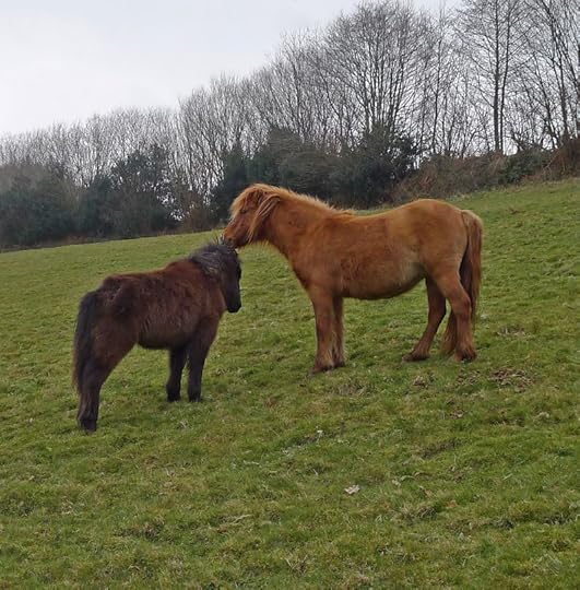 Pony Love