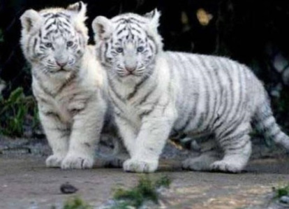 the twins