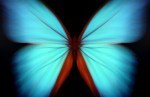 Blue Butterfly