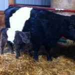 She's a strapping young heifer!