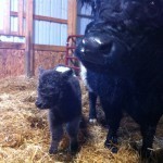 Mayflower and Mom, Susie