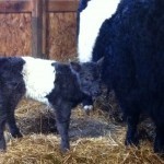 Meet Mayflower!