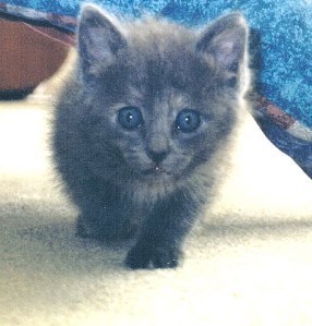 desi as kitten