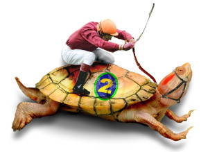 racing turtle