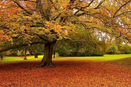 I didn't take this picture. That's why it's pretty. 