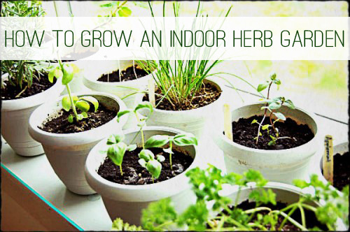 How to Grow Herbs Indoors at lifeyourway.net
