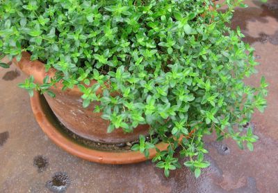 How to Grow Herbs Indoors at lifeyourway.net