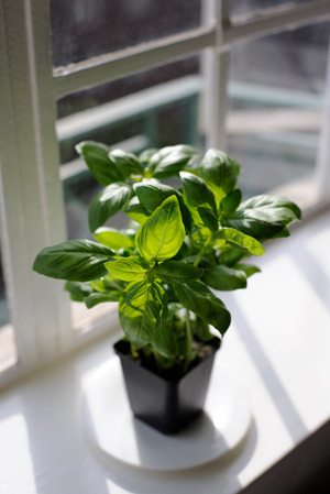 How to Grow Herbs Indoors at lifeyourway.net