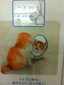 for blog cat mirror