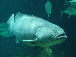 grouper-fish