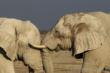 Elephants, Etosha National Park, Namibia