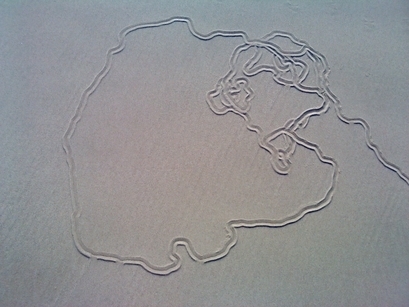 Sand crab