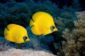butterflyfish