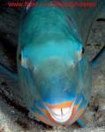 parrotfish