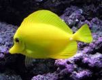 yellowtang