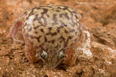 If unable to dig, a Shovel-nosed frog inflates its body, making itself difficult to swallow.