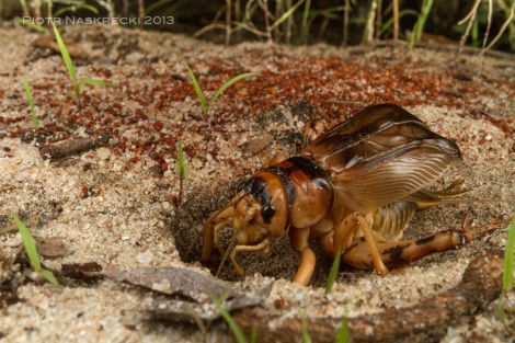 A male Tobacco cricket (Brachytrupes membranaceus) singing at the entrance to his burrow. The shape of the opening acts as an amplifier to his already very loud song. [Canon 7D, Canon 16-35mm, Canon MT 24EX twin light]