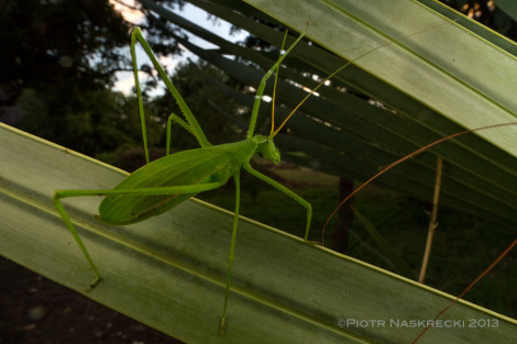 One of the first katydids I spotted was Horatosphaga serrifera, and elusive species, knwon only from a small handful of specimens. This group is highly sexually dimorphic and males look nothing like this chunky, flightless female. [Canon 14mm, Canon MT 24EX twin light]