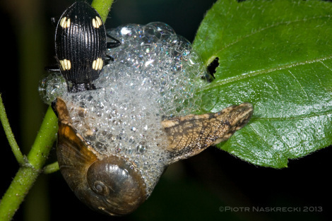 A ground beetle (Carabidae: Antiinae) attacking a land snail in Atewa, Ghana [Canon 1DMkII, Canon 100mm macro, Canon MT 24EX twin light]