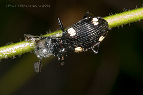 A defeated ground beetle will need to spend many hours cleaning itself.