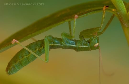 Kuduberg heelwalker (Mantophasma kudubergense) from Namibia [Nikon D1x, Sigma 180mm]