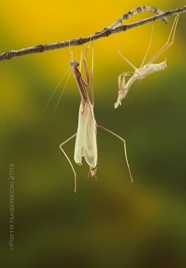 Tenodera