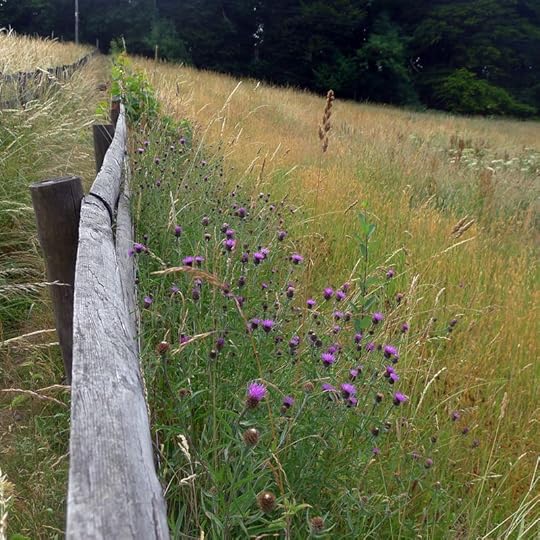 Thistle in bloom
