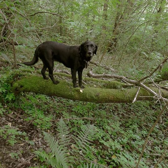 Tilly in the woods, 2