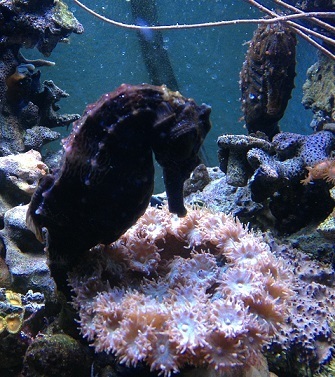 13I05 Seahorses and pagoda