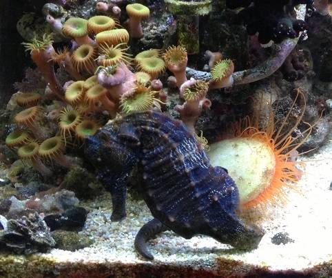 13I06 Seahorse and Scallop