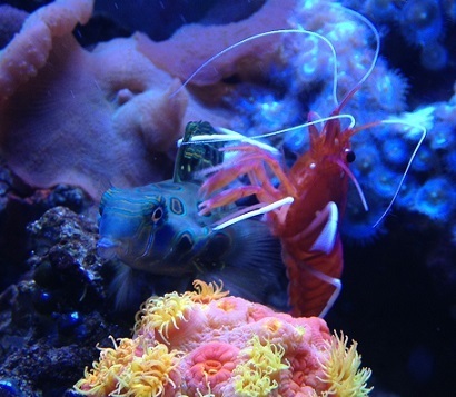 13J07 Red cleaning flappy