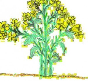 Mustard Seeds Darjee