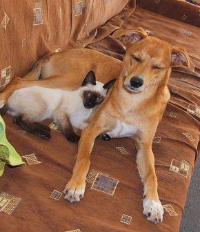 518px-Cat_and_dog