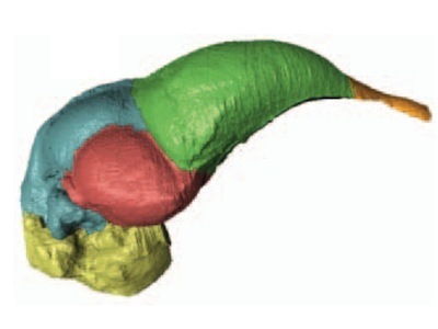 Archaeopteryx brain reconstructed from a fossil. Colors mark brain regions: olfactory bulbs (orange), cerebrum (green), optic lobes (pink), cerebellum (blue) and brain stem (yellow). From Balanoff et al., Nature 2013