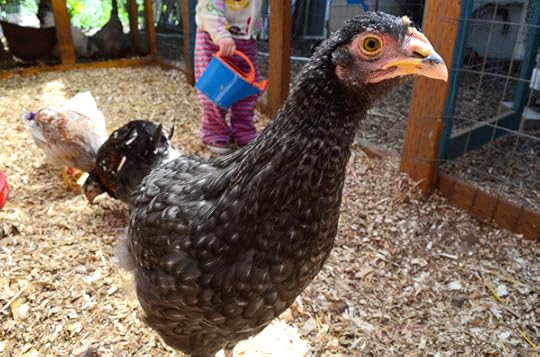 Cuckoo Maran pullet