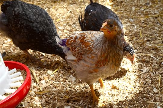 Blue-Laced Red Wyandotte pullet