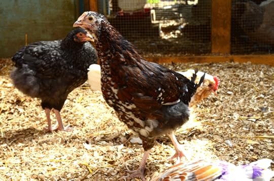 Speckled Sussex pullet