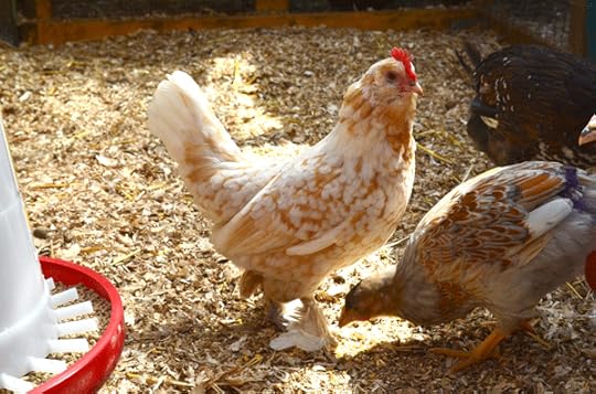 Belgium d'Uccles bantam hen
