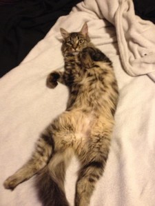 Fagin huge