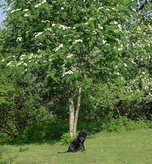 Under the rowan tree in spring