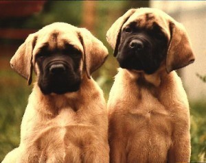 pups2
