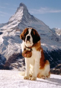 saintbernard_40001